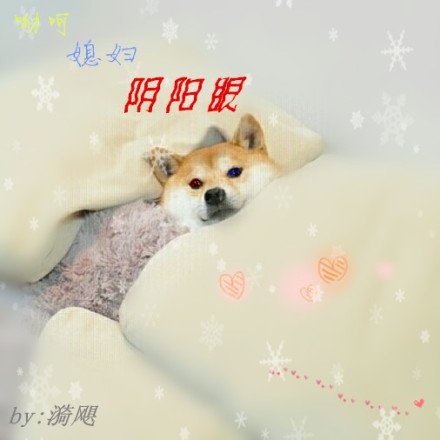 我的老婆是阴阳眼 小说
